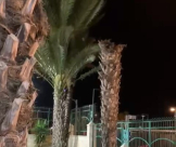 لطف الله حال دون وقوع اصابات اثر سقوط نخلة في مسجد حسن بك